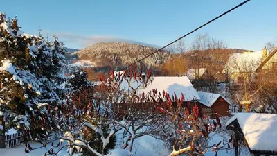 a snow covered yard with a house and trees at Cottage Zawoja z Jacuzzi in Zawoja