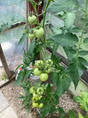 a bunch of green tomatoes growing on a plant at Noclegi Przy Starej Stodole in Jankowice