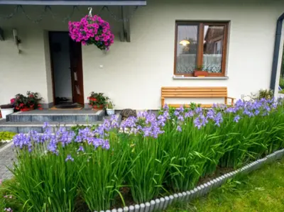 a flower bed in front of a house with purple flowers at Noclegi Przy Starej Stodole in Jankowice