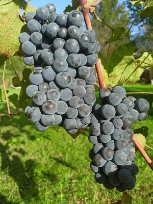 a bunch of grapes hanging on a vine at Winnica Zatorska in Olszyny