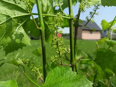 a close up of a plant with green leaves at Winnica Zatorska in Olszyny