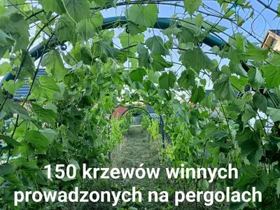 a room with a door and a pile of pumpkins at Winnica Zatorska in Olszyny