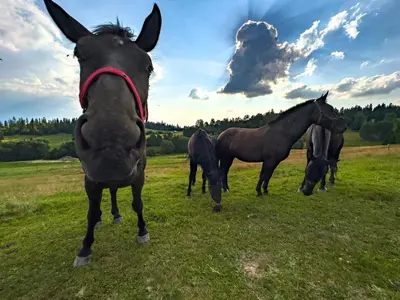 a group of horses standing in a field at Domek DE-Luxe BUFLAK in Nowy Targ