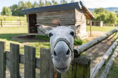 a cow sticking its head over a fence at Dom 