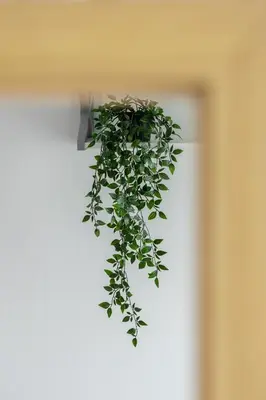 a green ivy plant hanging from a wall at Nowoczesny Apartament w Krakowie z Klimatyzacją i Parkingiem by Noclegi Renters in Kraków