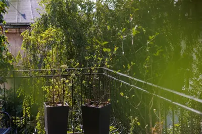 a garden with two plants in pots next to a fence at Aparthotel Miodowa 25 in Kraków