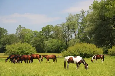 a group of horses grazing in a field at Gospodarstwo Agroturystyczne Stary Młyn Wilczkowice in Michałowice