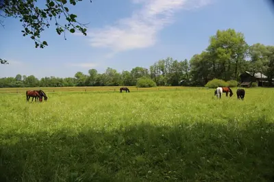 a group of horses grazing in a field of grass at Gospodarstwo Agroturystyczne Stary Młyn Wilczkowice in Michałowice