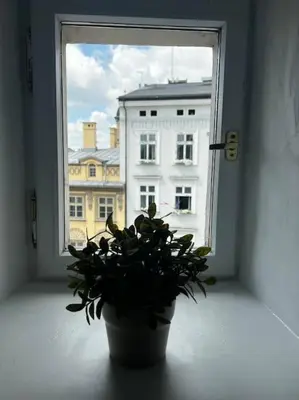 a potted plant sitting in front of a window at Apartament - Old Town in Kraków