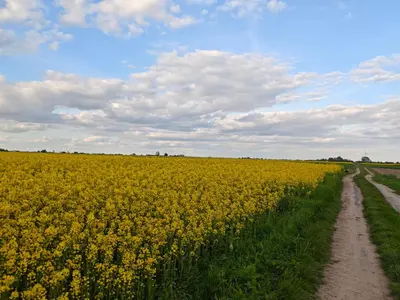 a field of yellow flowers with a dirt road at Bramka do lasu in Dąbrowa Górnicza
