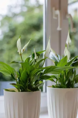 two white vases with plants sitting on a window sill at Marylin Studio - Czysta 5 Street in Kraków