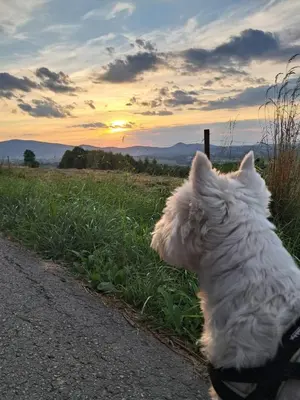 a white dog sitting in the grass looking at the sunset at Górska Otulina in Wilkowisko