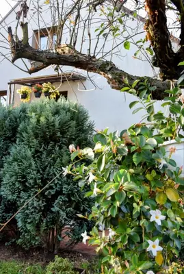 a tree with white flowers in front of a building at Salt Mine Apartment Bochnia by OTH in Bochnia