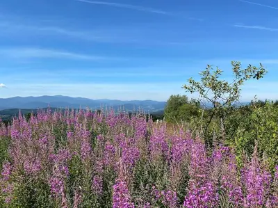 a field of purple flowers with mountains in the background at Closer to Heaven, 825m above sea, Koskowa Mtn in Bogdanówka