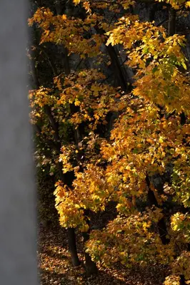 an overhead view of a tree with yellow leaves at GREEN OASIS - free parking, big balcony, private park in Kraków