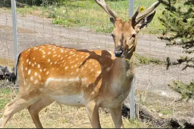 a gazelle is standing next to a fence at Dom z Wanną z Hydromasażem i Sauną - agroturystyka in Mucharz
