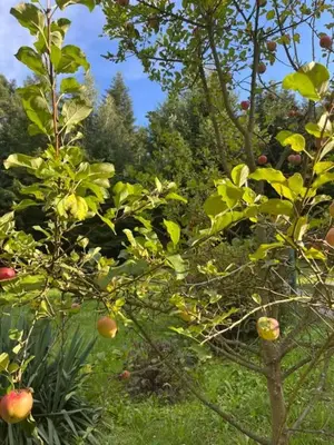 an apple tree with apples on it in a garden at Chata pod lasem z balią i sauną in Myślenice