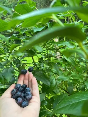 a person holding a bunch of blackberries on a bush at Chata pod lasem z balią i sauną in Myślenice