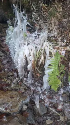 an ice plant is growing on the ground at Willa Świt in Maków Podhalański