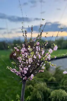 a vase filled with pink flowers in the grass at Zaczarowane Wzgórze - Domek w Beskidach in Czaniec