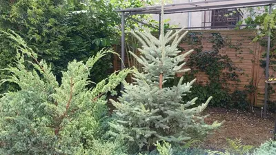 a group of pine trees in a garden at Centrum Krakowa, apartament z ogrodem i parkingiem in Kraków