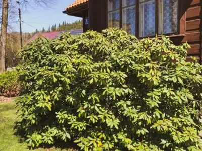 a large green bush in front of a house at Makowy Domek in Maków Podhalański