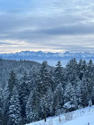 a snow covered forest with trees and mountains in the background at Apartament Zielone Wzgórze Pod Turbaczem in Nowy Targ