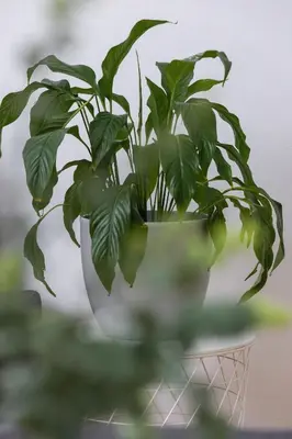 a green plant in a white pot on a table at Apartament w Sercu Krakowa z Dwoma Sypialniami by Rent like home in Kraków