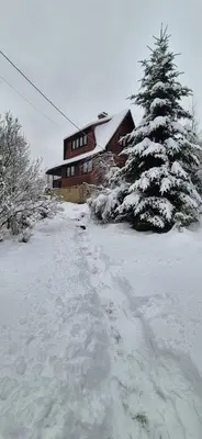 a snow covered yard with a house and a christmas tree at SOWIA CHATKA- Stryszawa - domek z jacuzzi in Stryszawa