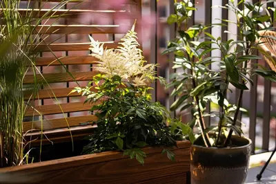 two potted plants sitting on a wooden bench at Bright and cosy flat near the river in Kraków