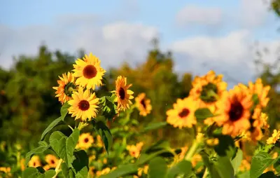 a bunch of yellow sunflowers in a field at 3 Bedroom Awesome Home In Barwald Dolny in Barwałd Dolny