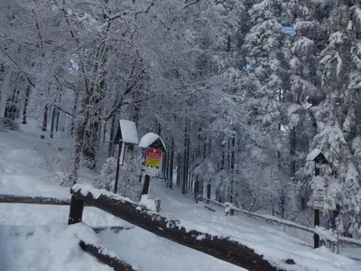 a snow covered forest with trees and a fence at Pokoje Gościnne - Za Borem in Zubrzyca Górna