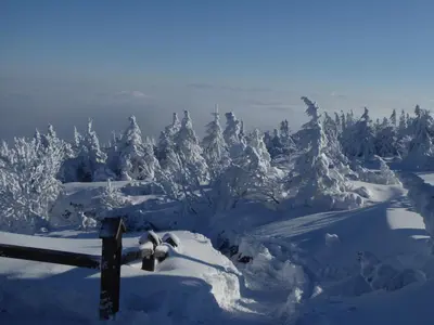 a snow covered forest with trees covered in snow at Pokoje Gościnne - Za Borem in Zubrzyca Górna