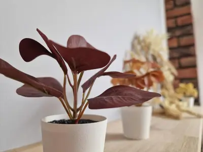 three potted plants sitting on a wooden table at NestingHigh apartment in Kraków