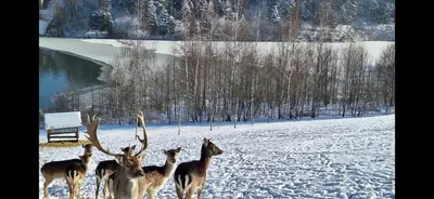 a group of deer standing in a snow covered field at Lawendowy Domek in Jaszczurowa