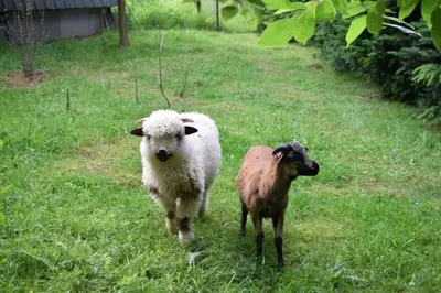two sheep standing in a field of grass at Pszczela Oaza in Bulowice