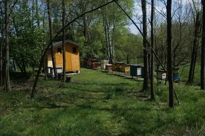 a row of houses in a forest with trees at Pszczela Oaza in Bulowice