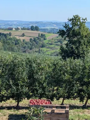 a bunch of apples in a box under two trees at Płachtówka in Słupia