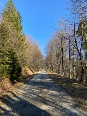 an empty road with trees on both sides of it at Agroturystyka Pod Jałowcem in Stryszawa