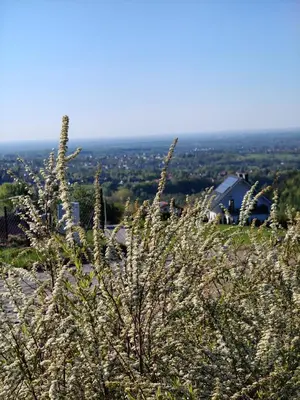 a plant with white flowers on top of a hill at MICHAŁÓWKA - Domek w Górach przy Lesie - Energylandia in Targanice
