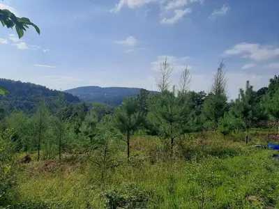 a view of a field with trees on a hill at Villa of Roses in Lanckorona