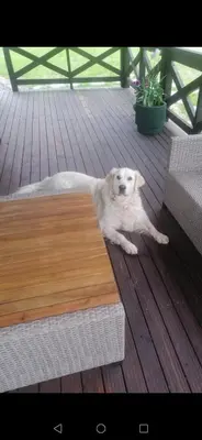 a dog laying on a deck next to a table at Wiśniowe Zacisze - Agroturystyka in Sułkowice