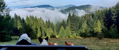 a group of dogs looking out at the mountains at Dom Pod Salamandrą Koninki in Poręba Wielka