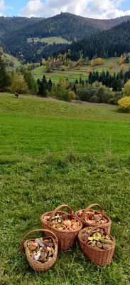 four baskets sitting in the grass in a field at Dom Pod Salamandrą Koninki in Poręba Wielka