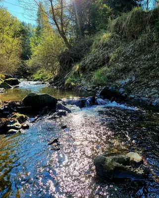a stream of water with rocks in a forest at Dom Pod Salamandrą Koninki in Poręba Wielka