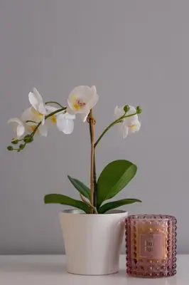 a white plant in a white vase next to a candle at Okólna Cozy Apartment Remote Work by Noclegi Renters in Kraków