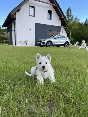 a white dog sitting in the grass in front of a house at Agroturystyka Nad Lasem - Domki w górach in Toporzysko