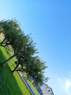 a tree in the middle of a green field at Apartament Szóstka nad Sołą in Czaniec