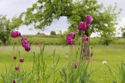 a bunch of purple tulips in a field at Apartamenty w sadzie in Przenosza