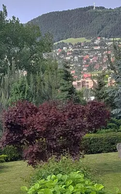 a tree with purple flowers in a green field at Mars 5 in Limanowa